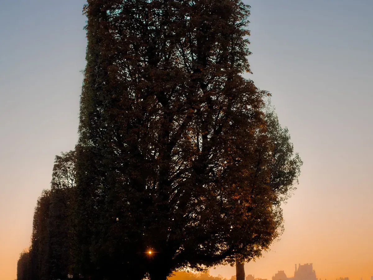 Allée d'arbres aux dernières feuilles d'automne dans le soleil couchant, aux Tuileries